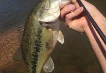 Ben Stahlschmidt 's Fly-fishing Photo of a Largemouth bass – Fly dreamers 