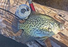  Captura de Pesca con Mosca de calico bass por Max Sisson – Fly dreamers