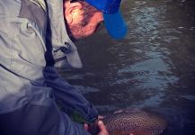 Normandy brown trout 