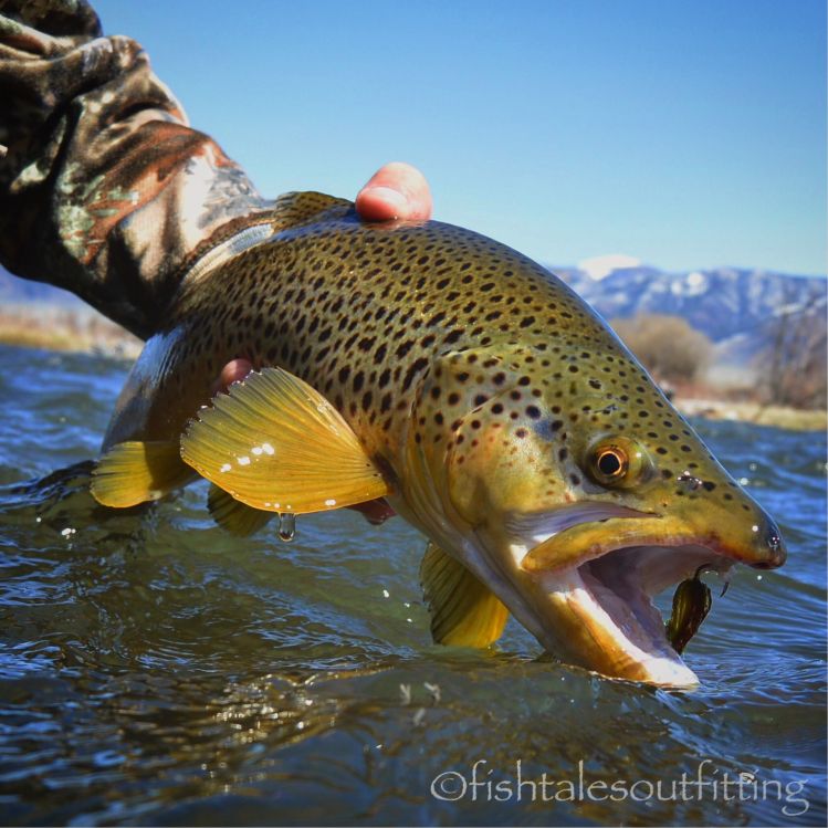 Big north wind and lightly dirty water but the streamer remains solid!