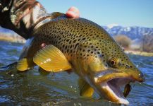  Imagen de Pesca con Mosca de Salmo trutta compartida por Michael Stack – Fly dreamers