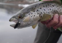  Captura de Pesca con Mosca de Salmo trutta por Luke Alder – Fly dreamers