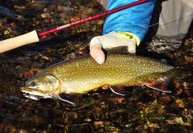  Foto de Pesca con Mosca de Brookies compartida por Marcelo Morales – Fly dreamers