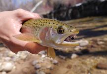  Imagen de Pesca con Mosca de Trucha arcoiris compartida por Luke Alder – Fly dreamers