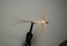 Agostino Roncallo 's Fly-tying for Marrones - Picture – Fly dreamers 