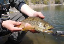  Imagen de Pesca con Mosca de Trucha Tigre compartida por Luke Alder – Fly dreamers