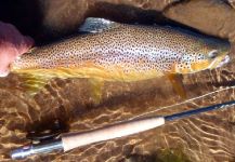 Fly-fishing Photo of Brown trout shared by Edgar Carlos Lanzi – Fly dreamers 