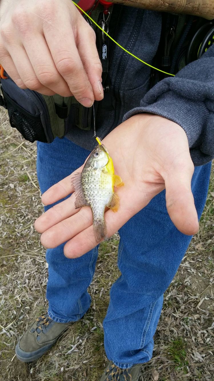 Trout opener was a bust for me, so when all else fails, To the pond! Lol