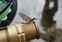  Foto de Entomología y Pesca con Mosca por Stephane Geraud – Fly dreamers