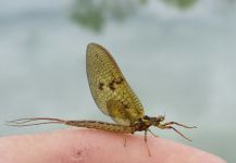  Gran Imagen de Entomología y Pesca con Mosca compartida por Stephane Geraud – Fly dreamers