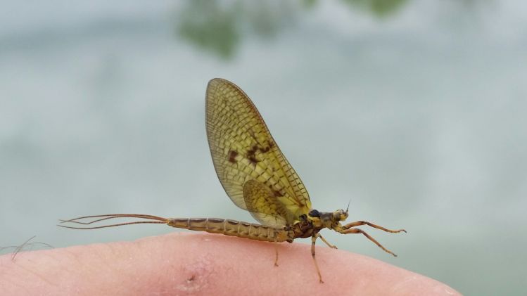 Mayfly