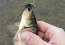 Tyler Pouw 's Fly-fishing Photo of a Chub – Fly dreamers 