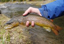  Fotografía de Pesca con Mosca de Salmo trutta por Luke Alder – Fly dreamers