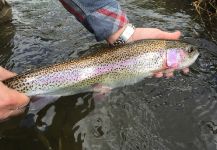  Fotografía de Pesca con Mosca de Trucha arcoiris por D.R. Brown – Fly dreamers 