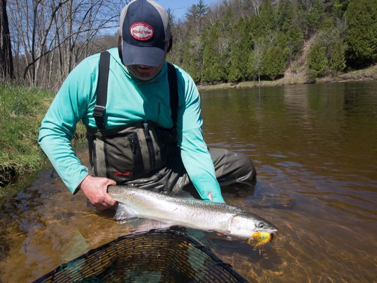 Migratory fish bonus while trout fishing