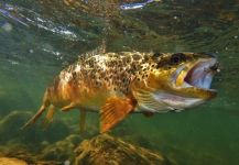 Fly-fishing Photo of English trout shared by Matt Carlson – Fly dreamers 