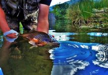 Matt Carlson 's Fly-fishing Pic of a English trout – Fly dreamers 