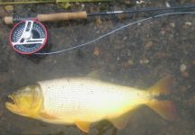 Juan Franco Menna 's Fly-fishing Picture of a jaw characin – Fly dreamers 