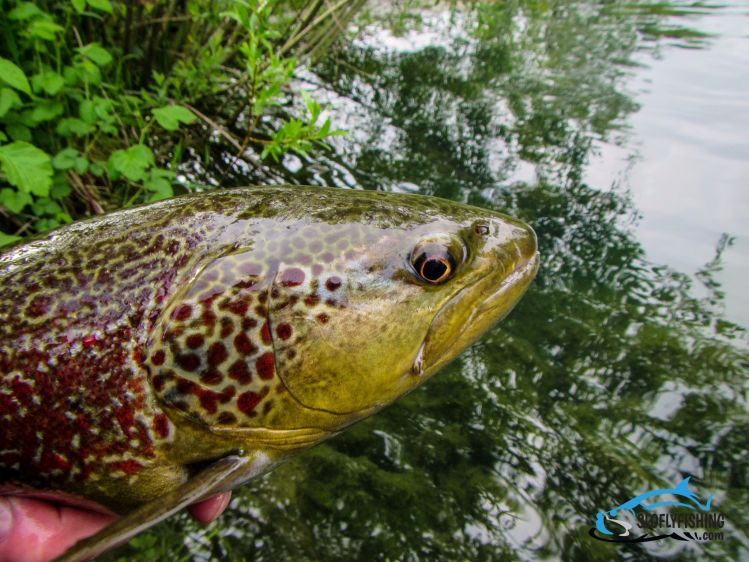 Hybrid trout (marble &amp; brown), caught this little friend after some strugling. The look in its eyes is also telling :)