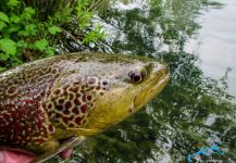 Fly-fishing Pic of Marble Trout shared by Jošt Hašaj - Sloflyfishing – Fly dreamers 