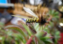  Foto de atado para Trucha arcoiris por Juan Carlos Ahumada – Fly dreamers