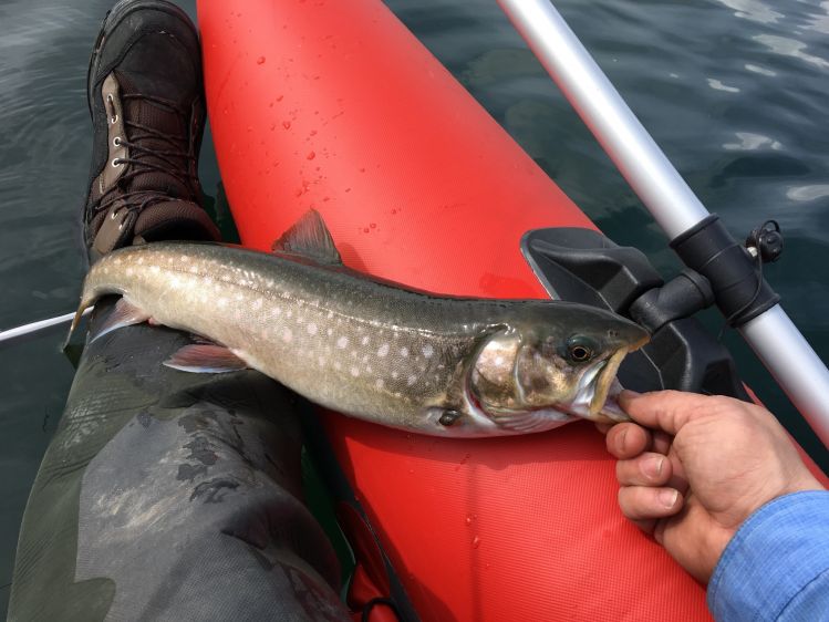 A good size Arctic Char I caught in a lake, caught like a beast!!!!