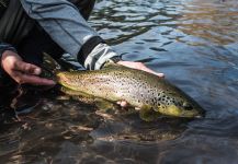  Fotografía de Pesca con Mosca de Trucha marrón por Coke Haverbeck – Fly dreamers 