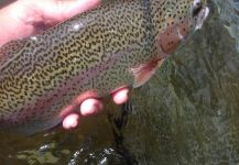 HOUSATONIC RIVER - CONNECTICUT   5/14/16 MORNING DRY FLY FISHING