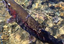 Todd Green 's Fly-fishing Image of a Rainbow trout – Fly dreamers 