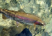 Todd Green 's Fly-fishing Picture of a Rainbow trout – Fly dreamers 