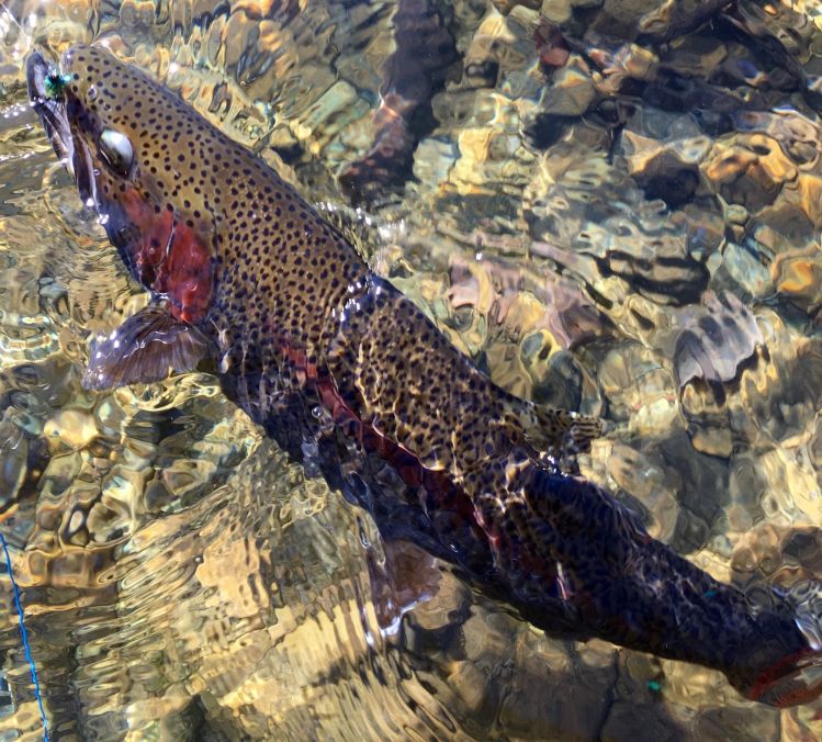 Beautiful day in Alaska, a couple 23" bows!!!