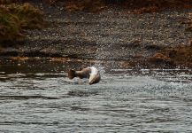  Fotografía de Pesca con Mosca de Sea-Trout (Trucha Marrón Anádroma) por Exequiel Bustos – Fly dreamers 