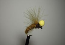 Agostino Roncallo 's Fly for Browns - – Fly dreamers 