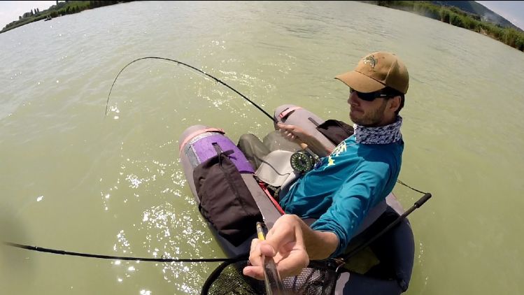 Catfish fighting on a 10 wt fly rod