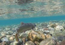  Fotografía de Pesca con Mosca de Brookies compartida por Rodo Radic – Fly dreamers