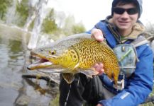  Foto de Pesca con Mosca de Trucha Tigre por Luke Alder – Fly dreamers 