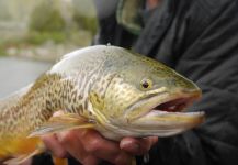 Luke Alder 's Fly-fishing Pic of a Tiger Trout – Fly dreamers 