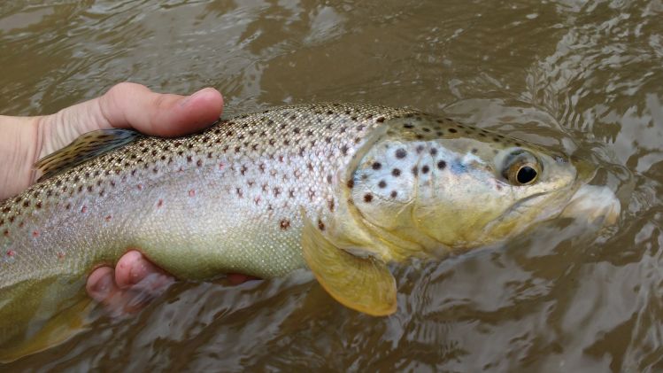 This trout's stomach was distended and he was regurgitating salmonflies due to the size of the hatch