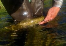 Slabs of the Coeur d' Alene River and a River Recovery Story