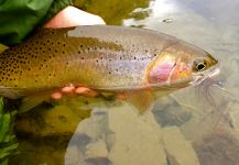  Fotografía de Pesca con Mosca de Cut compartida por Kimbo May | Fly dreamers