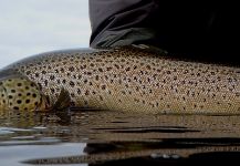 Fly-fishing Picture of Brown trout shared by Chelo . – Fly dreamers