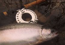 Rainbow trout Fly-fishing Situation – Franco Rossi shared this Great Pic in Fly dreamers 