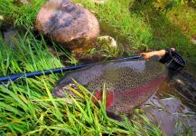 Properly catching and releasing a big trout