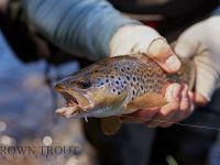 Fly fishing picture