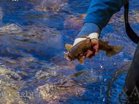 Fly fishing picture