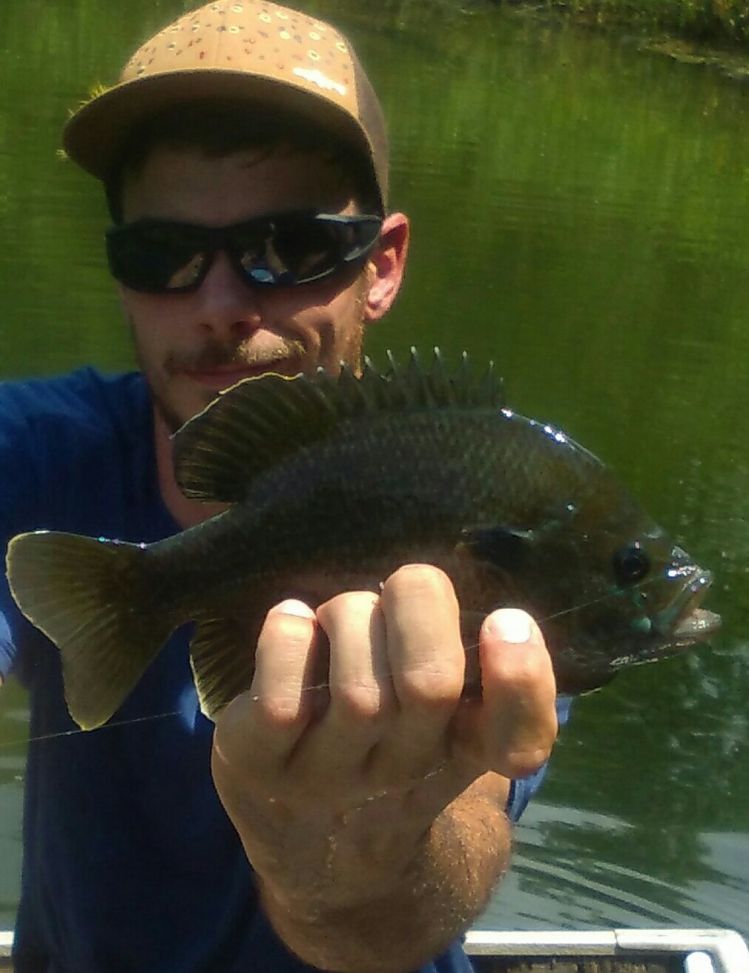 Nice bluegill