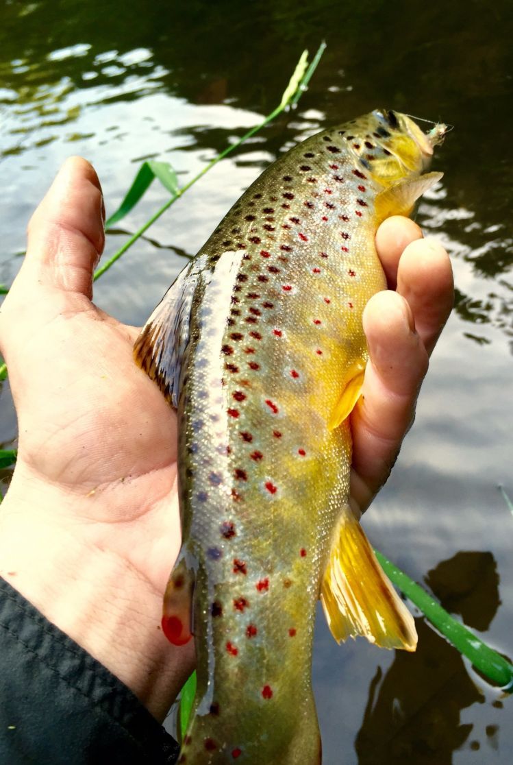 Healthy Driftless Brown.