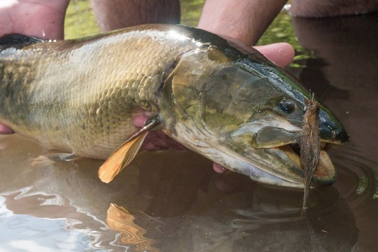 Dogfish that attacked smallmouth fly