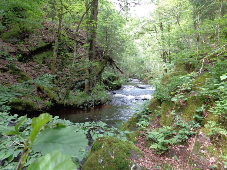 View of the little stream Martin Moulin 