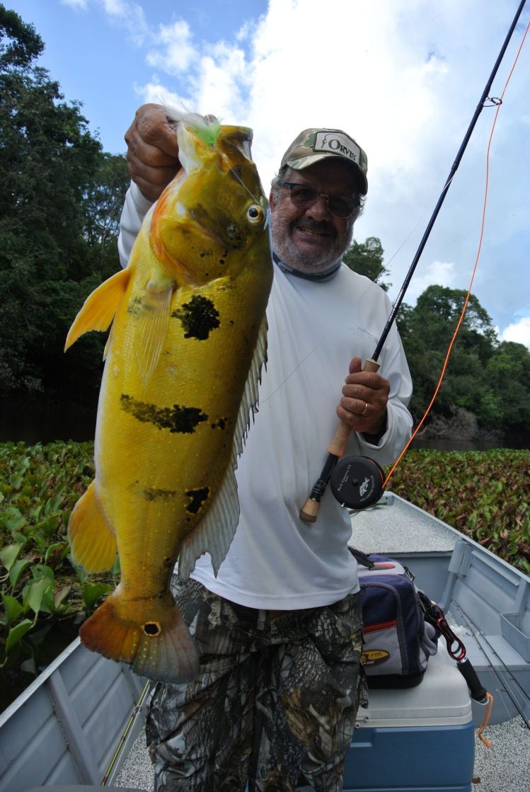 Giant Cichla pinima Peacock Bass caught at Juruena river